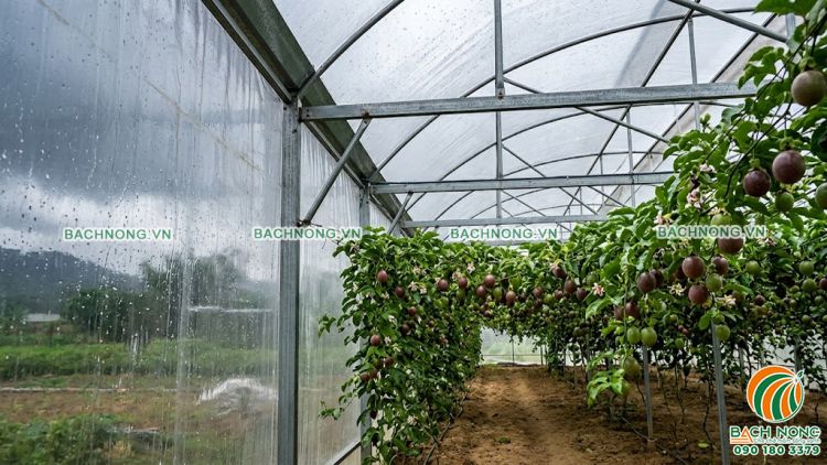 Nhà màng trồng chanh dây bảo vệ cây trồng khỏi mưa lớn và dịch bệnh, giúp trái đạt tiêu chuẩn xuất khẩu.