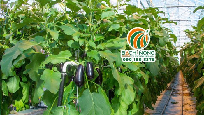 Trồng cà tím trong nhà kính Trồng cà tím trong nhà kính giúp hạn chế quả bị stress gây đắng