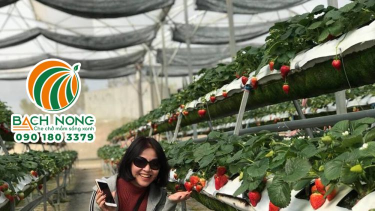 Ứng dụng nhà kính trồng dâu tây kết hợp tham quan du lịch mang lại hiệu quả kinh tế cao
