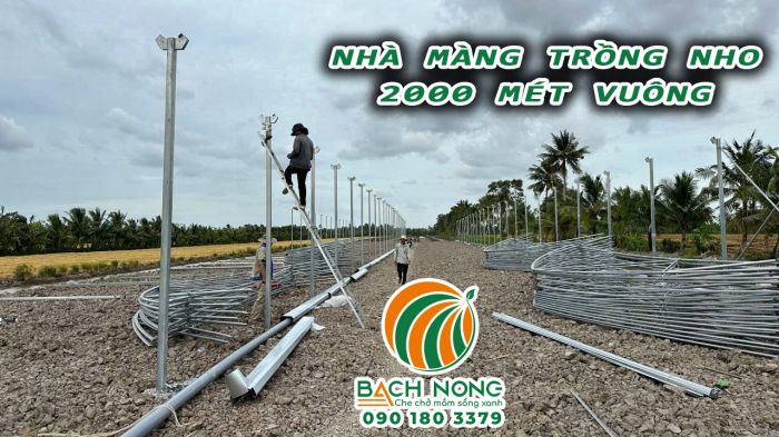 Công nhân thi công phần trụ biên cho nhà màng trồng nho