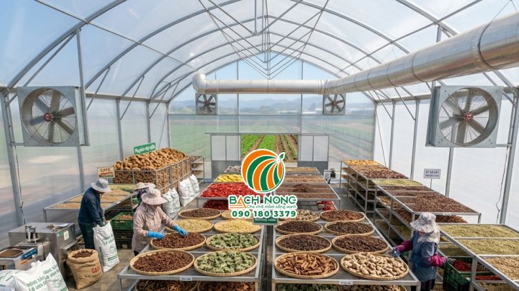Các loại trái cây, dược liệu và nông sản sấy trong nhà màng