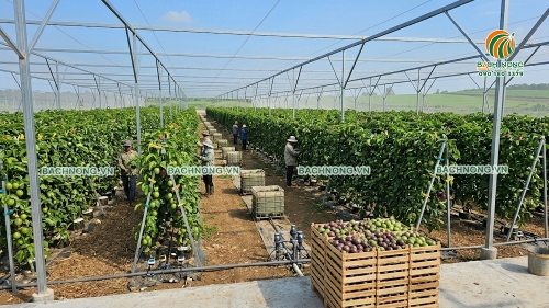 Thi công nhà lưới trồng chanh dây