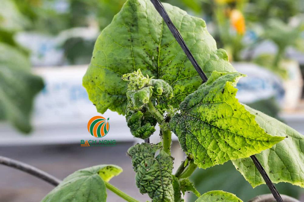 Bọ trĩ gây hại dưa leo Bọ trĩ gây hại dưa leo