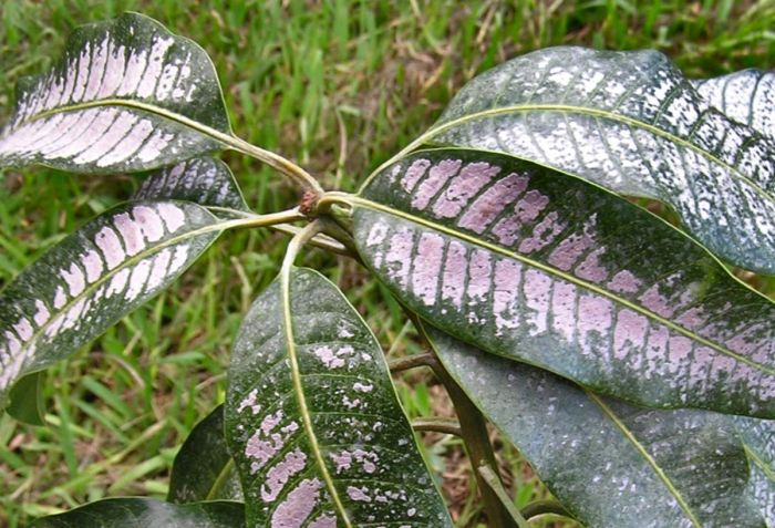 Bọ trĩ gây hại ở lá xoài