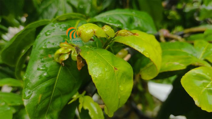 Cách diệt bọ trĩ hại mai