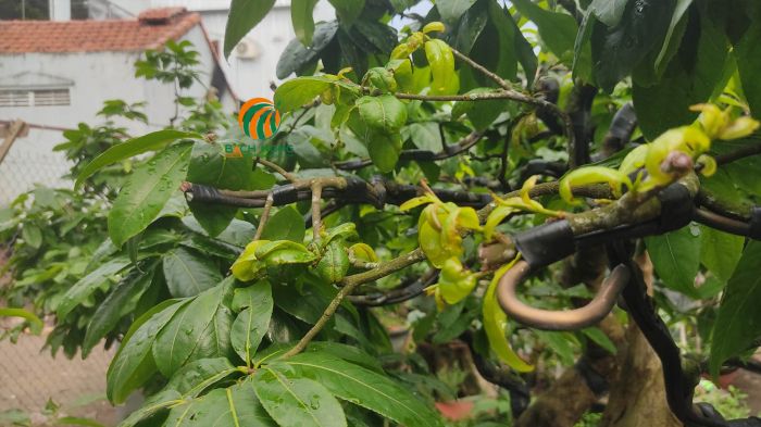 Cây mai bị bọ trĩ gây hại