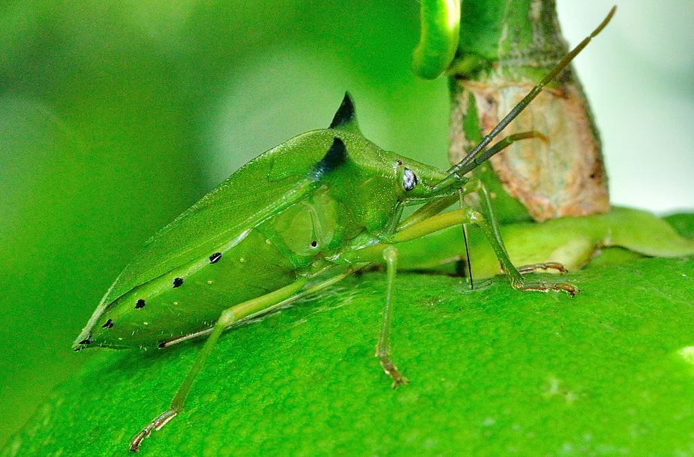 Ảnh hưởng của bọ xít đối với cây có múi