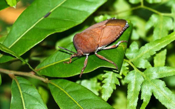 Bọ xít gây hại cây vải