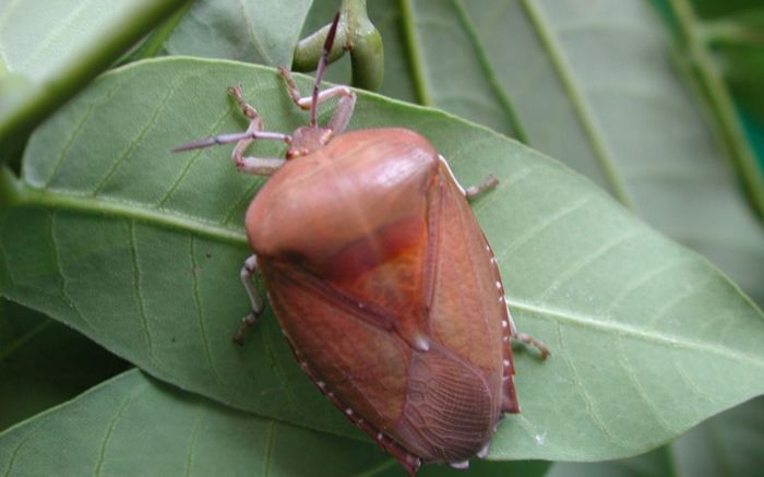 Nhận biết bọ xít gây hại cây nhãn Nhận biết bọ xít gây hại cây nhãn