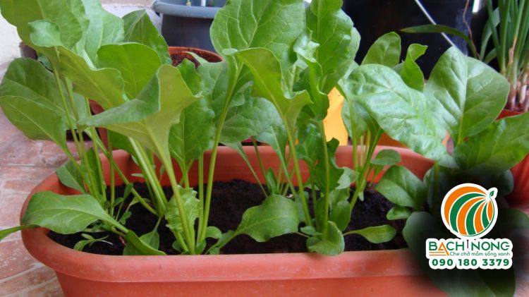 Trồng cải bó xôi tại ban công bằng khay nhựa