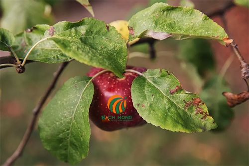 4 bệnh thường gặp trên cây táo là gì?