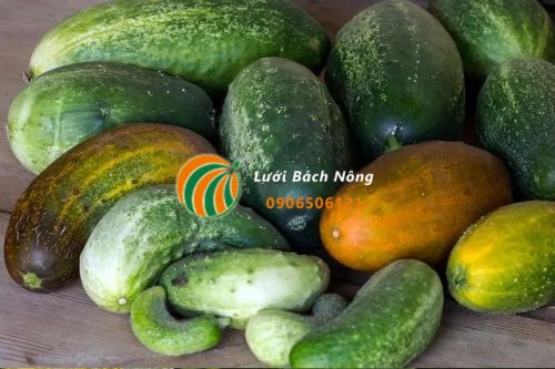 Quả dưa chuột chuyển sang màu vàng