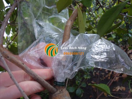 Bó bầu cho cành ổi