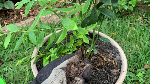 Bón phân gà viên cho cây việt quất Bón phân gà viên cho cây việt quất