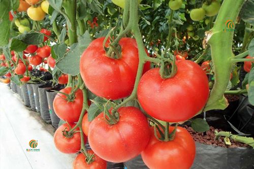 Cà chua trồng trong chậu nhựa mềm