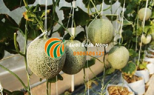 Cách làm giàn trồng dưa lưới Cách làm giàn trồng dưa lưới