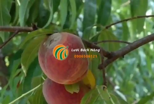 Bệnh thối nâu gây hại quả Bệnh thối nâu gây hại quả