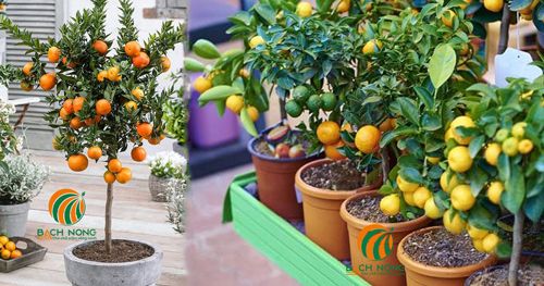 Cách trồng cam trong chậu