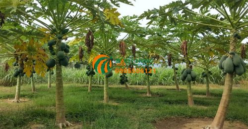 Trồng cây đu đủ Trồng cây đu đủ