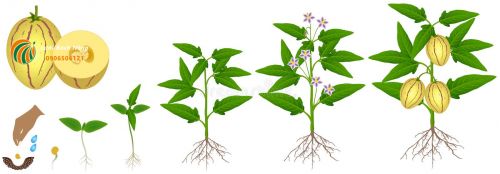 Cách trồng dưa pepino Cách trồng dưa pepino