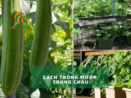 Cách trồng mướp trong thùng xốp Cách trồng mướp trong thùng xốp