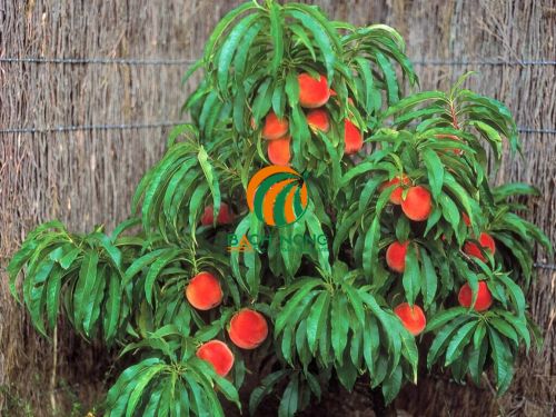 Cách trồng và chăm sóc cây đào lùn Cách trồng và chăm sóc cây đào lùn