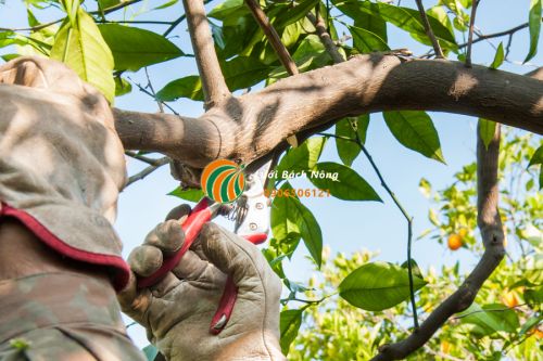 Cắt tỉa cho cây cam quýt lớn Cắt tỉa cho cây cam quýt lớn