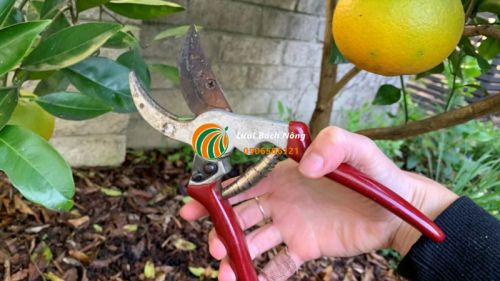 Cắt tỉa cho cây cam cũng là biện pháp giúp cây ra lá mới Cắt tỉa cho cây cam cũng là biện pháp giúp cây ra lá mới