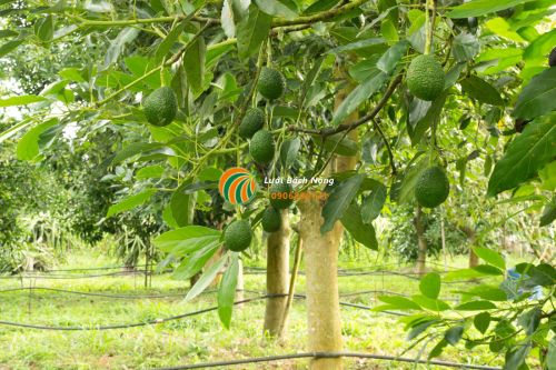 Cây bơ ghép ra quả
