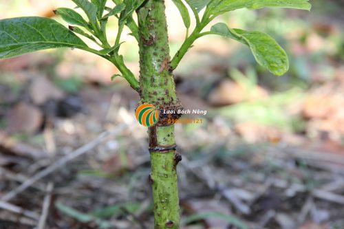 Cây bơ sau khi ghép thành công