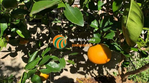 Mẹo giúp cam nở hoa Mẹo giúp cam nở hoa