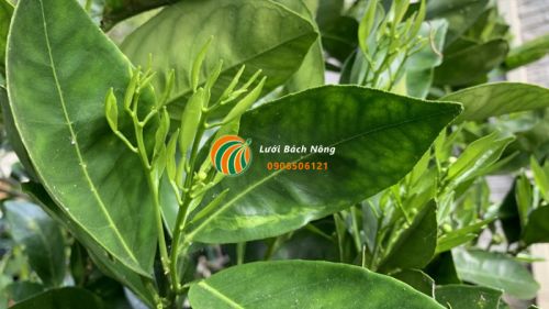 Cây con mọc lá non trở lại Cây con mọc lá non trở lại