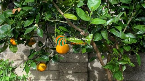 Cây cam sẽ rụng lá nếu thiếu nước tưới Cây cam sẽ rụng lá nếu thiếu nước tưới