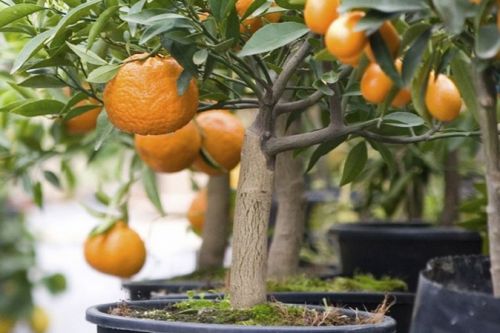 Cây cam ghép trồng trong chậu