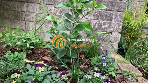 Cây chanh có hoa nhưng không có quả Cây chanh có hoa nhưng không có quả