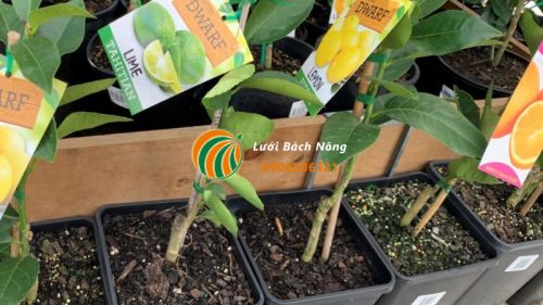 Trồng cây chanh ghép sẽ cho quả sớm hơn Trồng cây chanh ghép sẽ cho quả sớm hơn