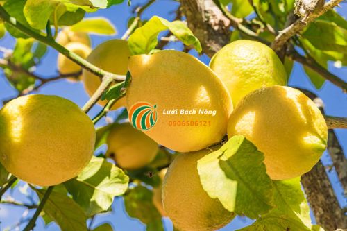 Cây chanh Cây chanh