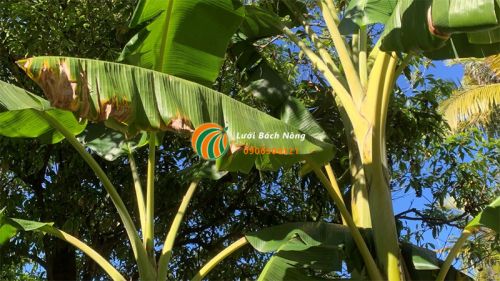 Cây chuối đang thay lá nên có hiện tượng lá màu nâu Cây chuối đang thay lá nên có hiện tượng lá màu nâu
