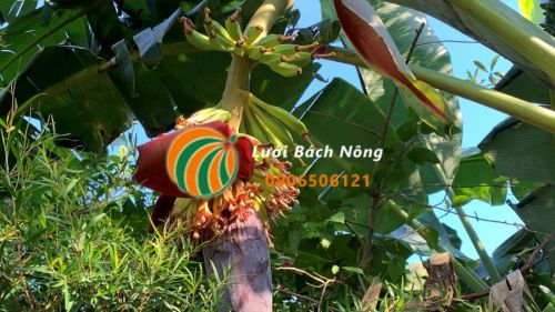 Cây chuối ra hoa Cây chuối ra hoa