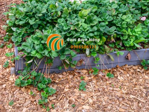 Cây dâu tây không ra quả