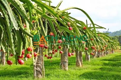 Trồng cây thanh long chịu nắng nóng tốt và có giá trị kinh tế