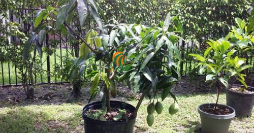 Cây xoài trồng trong chậu ra quả