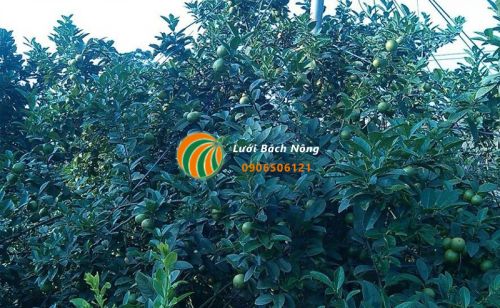 Mẹo chăm sóc cây chanh đào Mẹo chăm sóc cây chanh đào