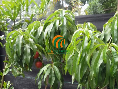 Chăm sóc cây đào lùn Chăm sóc cây đào lùn