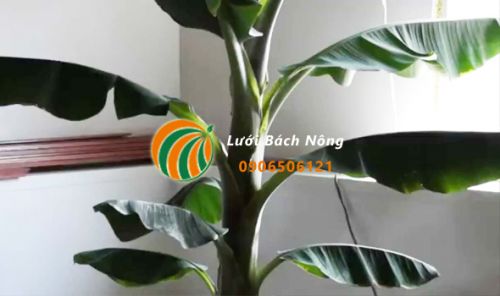 Chăm sóc cây chuối trồng trong nhà Chăm sóc cây chuối trồng trong nhà