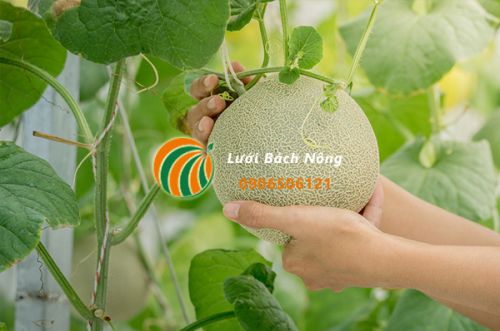 Quả dưa lưới đã sẵng sàng để thu hoạch