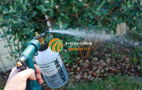 Chăm sóc ổi dứa