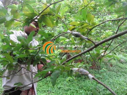 Kỹ thuật chiết cành ổi