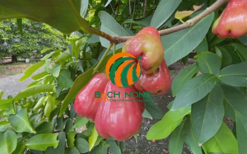 Cách kích thích cây mận ra hoa 5 Cung cấp đủ ánh sáng cho cây mận