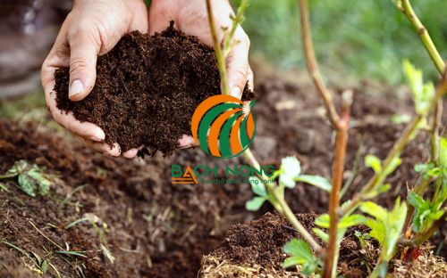 Bón phân để cung cấp đủ dinh dưỡng cho cây mận